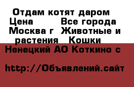 Отдам котят даром › Цена ­ 10 - Все города, Москва г. Животные и растения » Кошки   . Ненецкий АО,Коткино с.